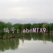 ζ