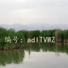 ζ