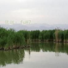 赸