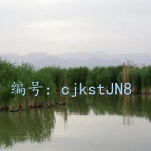 赸