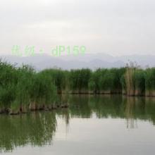 ζ