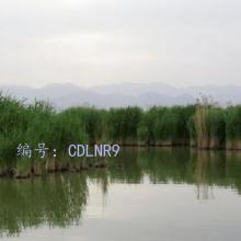 ζ