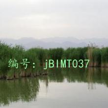Ӱ