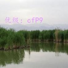 ζ