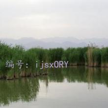 ƫ